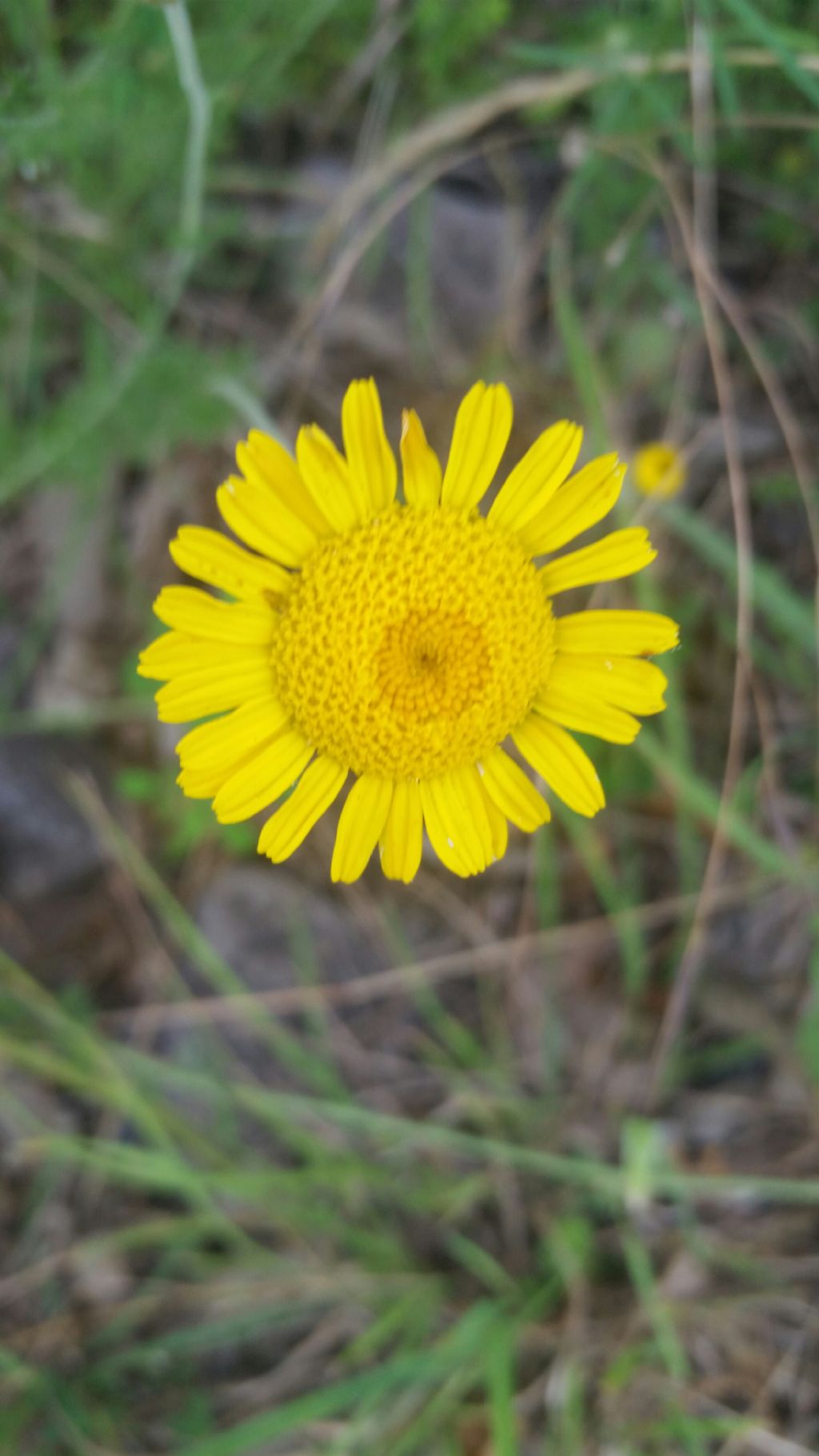 Cota tinctoria (Asteraceae)